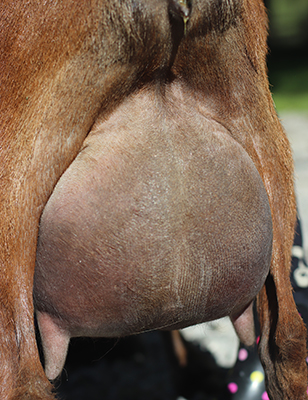 Lesperance Hartstopper